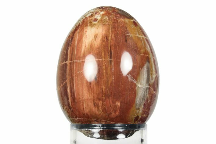 Colorful, Polished Petrified Wood Egg - Madagascar #245372